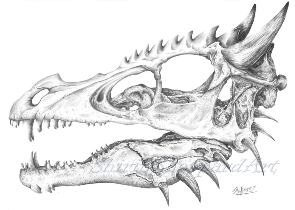 dragon skull